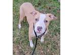 Adopt Amethyst a Pit Bull Terrier