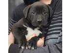 Adopt Oster a Labrador Retriever / Terrier (Unknown Type