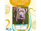 Adopt Valentino a Tan/Yellow/Fawn American Pit Bull Terrier / Mixed dog in