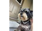 Adopt Frankie a Black - with Tan, Yellow or Fawn Schnauzer (Standard) / Terrier