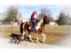 Trail Deluxe Experienced Red White Spotted Saddle Gelding