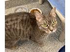 Adopt Stitch a Domestic Shorthair / Mixed cat in Brockville, ON (37052146)