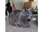 Adopt Olimar a Gray or Blue (Mostly) Korat / Mixed (short coat) cat in Dallas