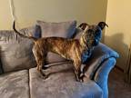 Adopt Olivia a Brindle Pit Bull Terrier / Mixed Breed (Medium) dog in Amherst