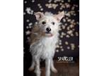 Adopt Spangler a White Schnauzer (Standard) dog in Littleton, CO (37050235)