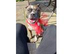 Adopt Nala a Brindle - with White American Staffordshire Terrier / Mixed dog in