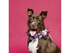 Adopt Cookie a Brown/Chocolate - with White American Staffordshire Terrier /