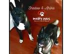 Adopt Ahlika (Courtesy Post) *Muddy March a Black Akita / Mixed dog in Council
