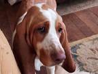 Adopt Daisy a Basset Hound / Mixed dog in Salt Lake City, UT (37049774)