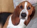 Adopt Roscoe a Basset Hound / Mixed dog in Salt Lake City, UT (37049773)