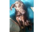 Adopt Stellaluna a Brown/Chocolate - with Black Rat Terrier / Beagle / Mixed dog