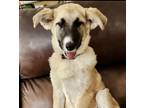 Adopt Anna a White - with Black Anatolian Shepherd / Mixed dog in Mead