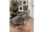 Adopt Melody a Gray or Blue (Mostly) Domestic Shorthair / Mixed (short coat) cat