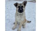 Adopt Morgan a White - with Black Anatolian Shepherd / Mixed dog in Mead