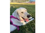Adopt Tala a White - with Tan, Yellow or Fawn Great Pyrenees / Golden Retriever