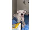 Adopt Buddha a White Dogo Argentino / American Staffordshire Terrier / Mixed dog