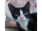 Adopt Figgy a Black & White or Tuxedo Domestic Shorthair (short coat) cat in