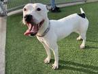 Adopt HERES a White - with Black Boxer / Mixed dog in Grand Prairie