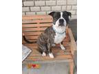 Adopt SARGE a Brindle - with White American Pit Bull Terrier / Mixed dog in