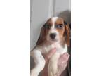 Adopt Opal a Tricolor (Tan/Brown & Black & White) Beagle / Mixed dog in Sandy