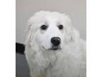 Snow White Great Pyrenees Young Female