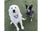 Freya - Bonded with Roscoe Great Pyrenees Adult Female