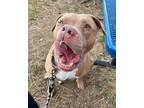 Fiona American Pit Bull Terrier Adult Female