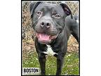BOSTON Terrier (Unknown Type, Medium) Adult Male