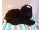 Poodle (Toy) PUPPY FOR SALE ADN-536133 - Fluffy