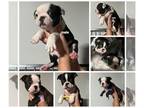 Boston Terrier PUPPY FOR SALE ADN-535401 - Boston Terrier puppies