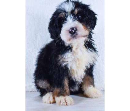 Bernedoodle Puppies for Sale is a Female, Male Puppy For Sale in Norwalk CT