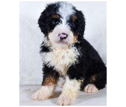 Bernedoodle Puppies for Sale is a Female, Male Puppy For Sale in Norwalk CT