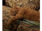 Adopt BB a Orange or Red Tabby Domestic Shorthair / Mixed (short coat) cat in