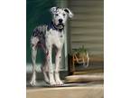 Adopt Chōji a Gray/Blue/Silver/Salt & Pepper Great Dane dog in Kansas City