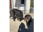 Adopt Unknown a Black Labrador Retriever / Mixed dog in Newark, CA (37058598)