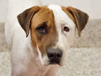 Adopt AZÚCAR* a White - with Brown or Chocolate American Pit Bull Terrier /