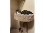 Adopt Kitty Girl a Gray or Blue (Mostly) American Wirehair / Mixed (medium coat)