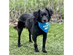 Adopt Pompy a Cavalier King Charles Spaniel / Terrier (Unknown Type
