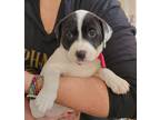 Adopt Schatzi Soursmooch a American Pit Bull Terrier / Mixed dog in El Dorado