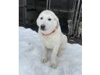 Adopt Summit a Akbash / Great Pyrenees / Mixed dog in Salmon Arm, BC (37055317)