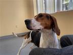 Adopt Brandy a White - with Brown or Chocolate Treeing Walker Coonhound / Mixed