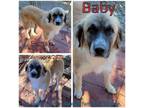 Adopt Baby a Tan/Yellow/Fawn Anatolian Shepherd / Mixed dog in Boaz