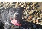 Adopt Beyah a Black - with White American Staffordshire Terrier / Mixed dog in