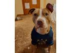 Adopt Shoog-a-boog a Brindle - with White American Pit Bull Terrier / Mixed dog