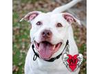 Adopt China a American Pit Bull Terrier / Mixed dog in St.