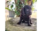 Boykin Spaniel Puppy for sale in Douglas, GA, USA