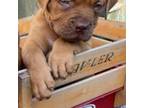 American Bull Dogue De Bordeaux Puppy for sale in Unknown, , USA
