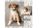 Adopt Morticia a Great Pyrenees, Collie