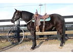 Beginner and Youth Friendly Black Friesian Quarter Horse Crossbred Gelding Rides