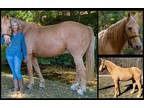 Available on [url removed] - Pleasure Saddle Horse - Neck rein, cow horse